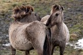 NLF02210058 konik / Equus caballus