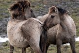 NLF02210062 konik / Equus caballus