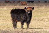 NLF02210068 Schotse hooglander / Bos primigenius taurus