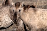 NLF02210077 konik / Equus caballus