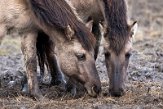 NLF02210080 konik / Equus caballus