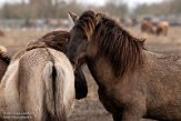 NLF02210089 konik / Equus caballus