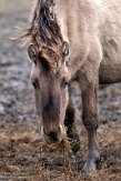 NLF02210092 konik / Equus caballus