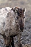 NLF02210093 konik / Equus caballus