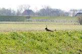 NLF04210315 haas / Lepus europaeus