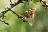 NLM0119005 distelvlinder / Vanessa cardui