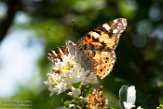 NLM0119008 distelvlinder / Vanessa cardui