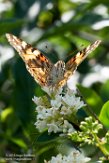 NLM0119016 distelvlinder / Vanessa cardui