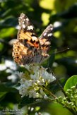NLM0119017 distelvlinder / Vanessa cardui