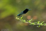 NAP01182984 weidebeekjuffer / Calopteryx splendens