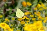 NDM01210049 citroenvlinder / Gonepteryx rhamni