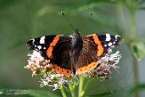 NDM01210067 Atalanta / Vanessa atalanta