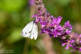 NDM01210099 klein geaderd witje / Pieris napi