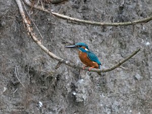 Misc vogels