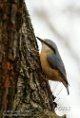 NAP01121907 boomklever / Sitta europaea
