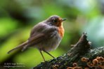 NAP02156777 roodborstje / Erithacus rubecula
