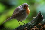 NAP02156780 roodborstje / Erithacus rubecula