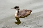 NBB01118626 fuut / Podiceps cristatus