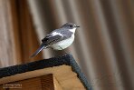 NDA0124015 bonte vliegenvanger / Ficedula hypoleuca