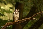 NDA02127699 buizerd / Buteo buteo