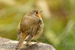 NDA02127718 roodborstje / Erithacus rubecula