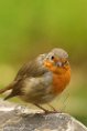 NDA02127719 roodborstje / Erithacus rubecula