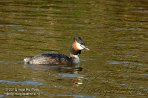 NHNH113005 fuut / Podiceps cristatus