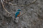 NLSD01220012 ijsvogel / Alcedo atthis
