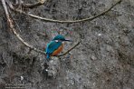 NLSD01220015 ijsvogel / Alcedo atthis