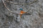 NLSD01220050 ijsvogel / Alcedo atthis