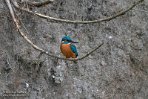 NLSD01220056 ijsvogel / Alcedo atthis