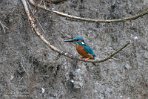 NLSD01220062 ijsvogel / Alcedo atthis