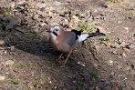 NOD01220907 gaai / Garrulus glandarius