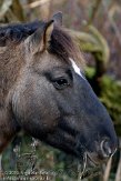OVP01100045 konik / Equus caballus