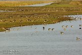 OVP012031 grauwe gans / Anser anser