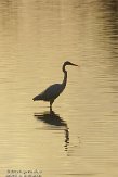 OVP012061 grote zilverreiger / Ardea alba