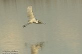 OVP012068 grote zilverreiger / Ardea alba