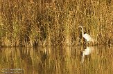 OVP012103 grote zilverreiger / Ardea alba