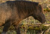 OVP012108 konik / Equus caballus