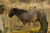 OVP012109 konik / Equus caballus