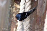 OVP01140015 boerenzwaluw / Hirundo rustica