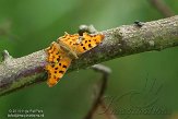 OVP01140025 Gehakkelde Aurelia / Polygonia c-album