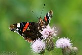 OVP01140037 Atalanta / Vanessa atalanta