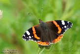OVP01140049 Atalanta / Vanessa atalanta