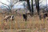 NOVP17007 konik / Equus caballus
