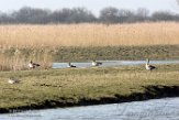 NOVP17011 grauwe gans / Anser anser