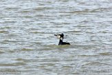 NOVP17017 aalscholver / Phalacrocorax carbo