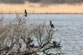 NOVP17032 aalscholver / Phalacrocorax carbo