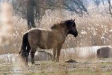NOVP17050 konik / Equus caballus