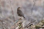 OVP01240019 zanglijster / Turdus philomelos